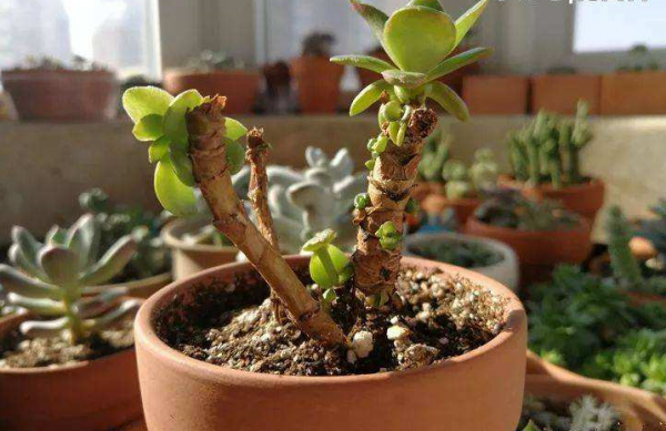 徒长的多肉怎么处理图解