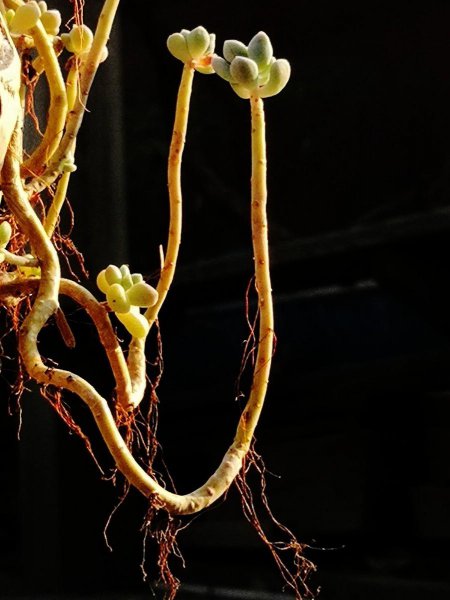 徒长的多肉怎么处理图解