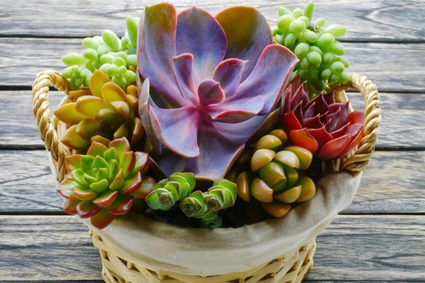 徒长的多肉怎么处理图解