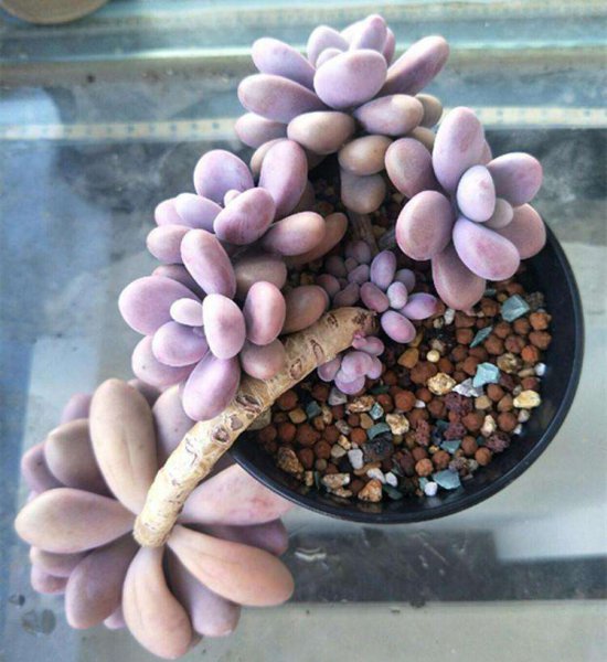 徒长的多肉怎么处理图解