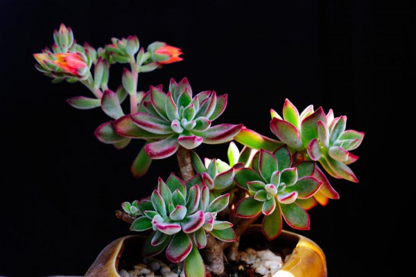 徒长的多肉怎么处理图解