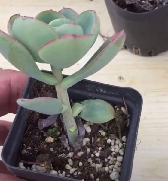 徒长的多肉怎么处理图解