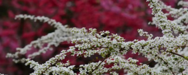 雪柳怎么养才能爆盆呢