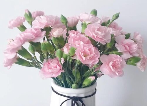 康乃馨怎么浇水