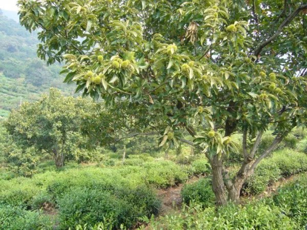 碧螺春产地在哪个省份最好