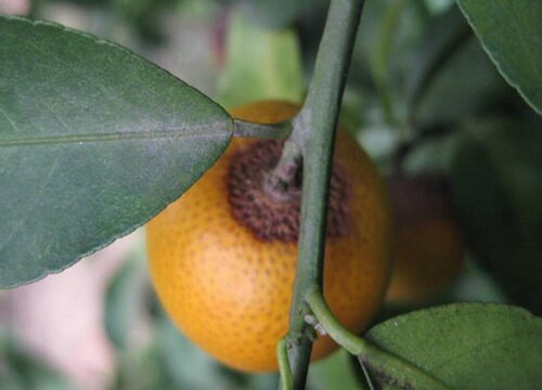 柑橘树炭疽病的发病原因及治疗方法