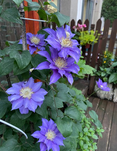 伍斯特美女铁线莲特征介绍