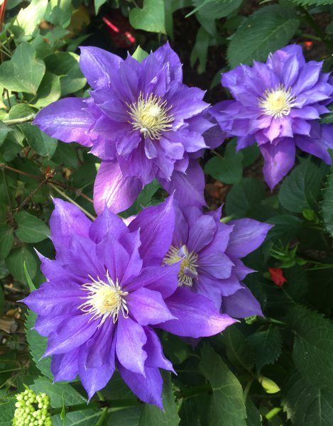 伍斯特美女铁线莲特征介绍