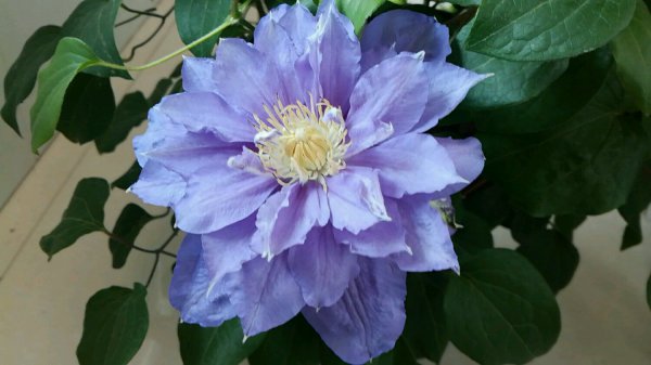 伍斯特美女铁线莲特征介绍