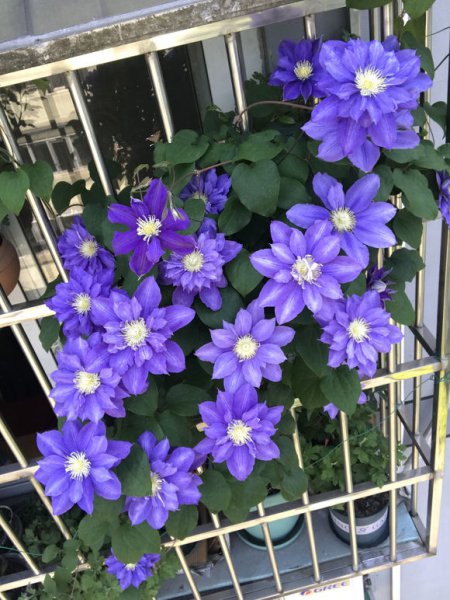 伍斯特美女铁线莲特征介绍