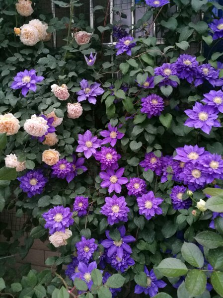 伍斯特美女铁线莲特征介绍