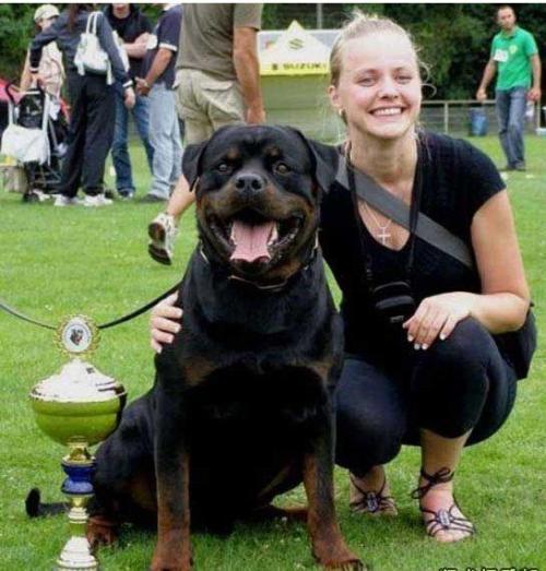 罗威纳犬的优点和缺点知识