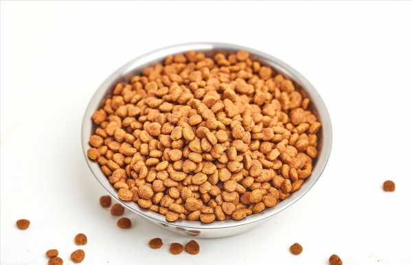 罗威纳犬的优点和缺点知识