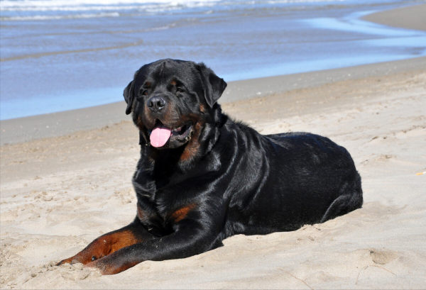 罗威纳犬的优点和缺点知识