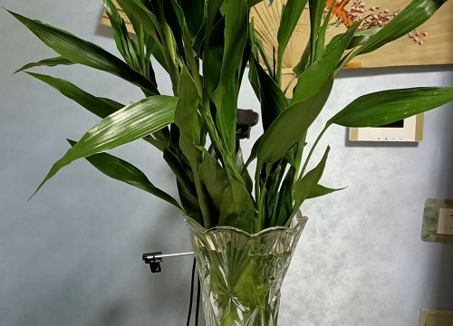 水养富贵竹冬天怎么养护