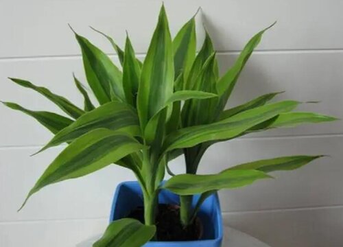 水养富贵竹冬天怎么养护