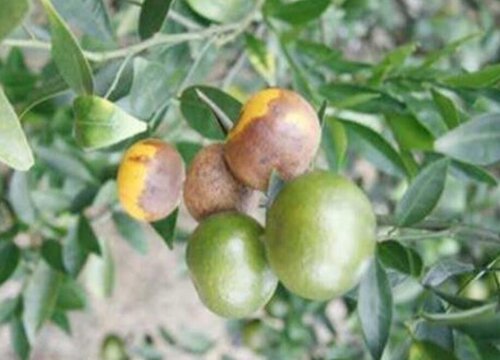 柑橘炭疽病的发病原因及治疗方法