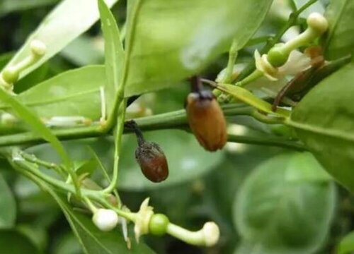 柑橘炭疽病的发病原因及治疗方法