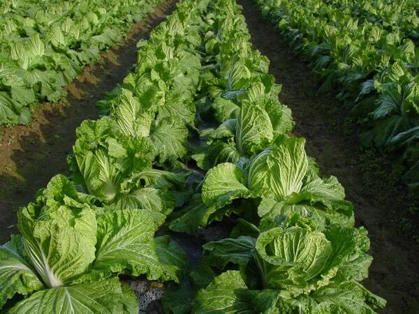 大白菜适合什么时候种植