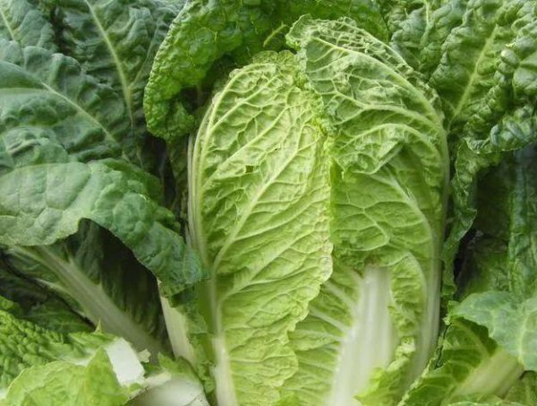 大白菜适合什么时候种植