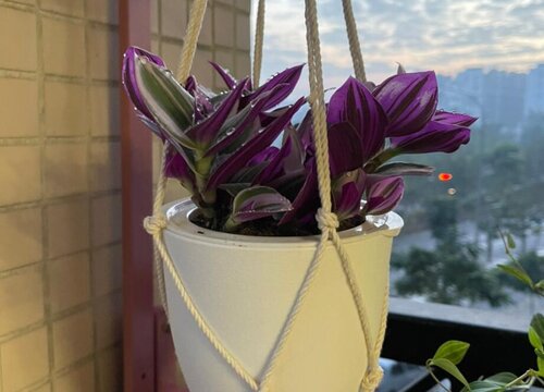 多肉的花语和寓意