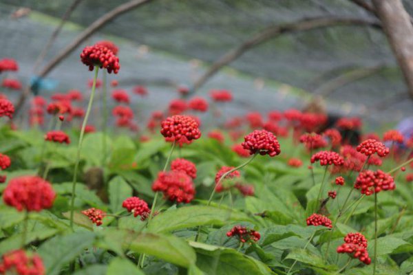 人参栽培技术与种植条件