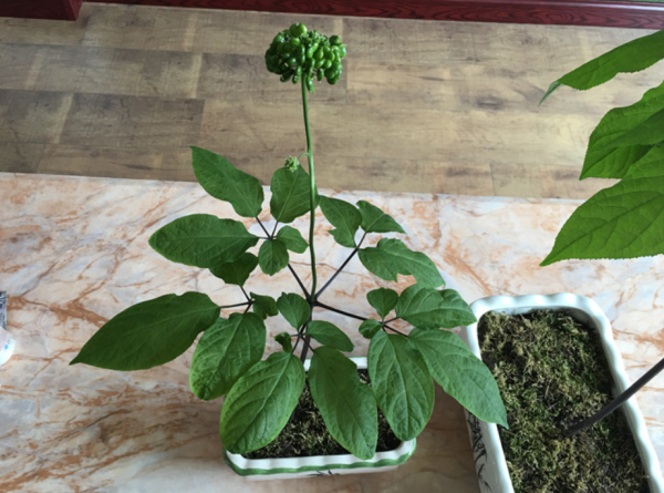 人参栽培技术与种植条件