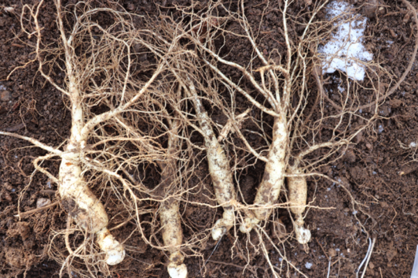 人参栽培技术与种植条件