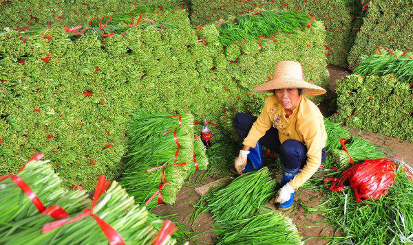 韭黄和韭菜的区别在哪里