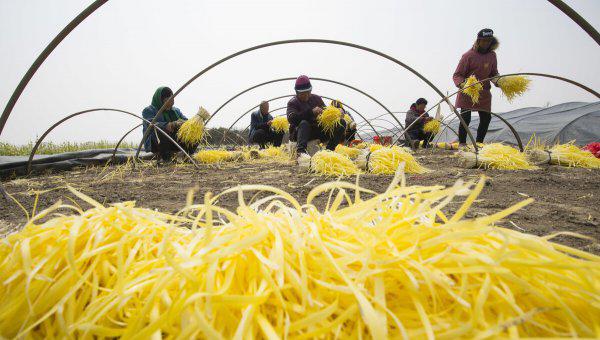 韭黄和韭菜的区别在哪里