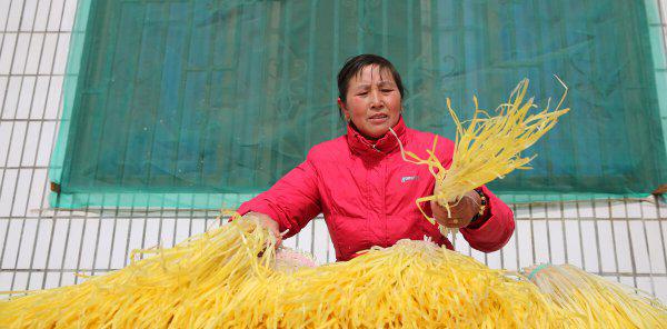 韭黄和韭菜的区别在哪里