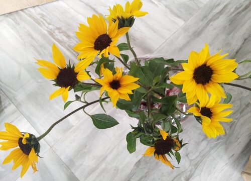 葵花的生长过程