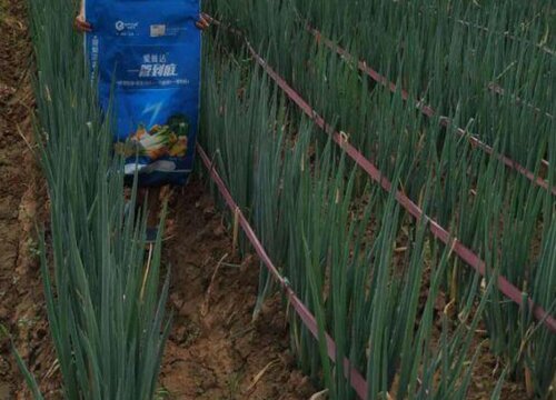 大葱什么时候成熟