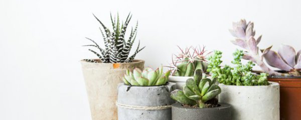 在家适合养什么花卉盆栽