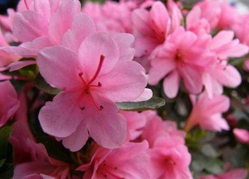 映山红喜阴还是喜阳光的植物