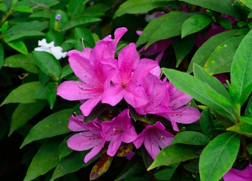 映山红喜阴还是喜阳光的植物