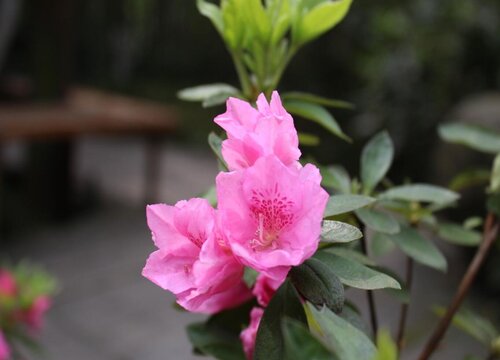 映山红喜阴还是喜阳光的植物