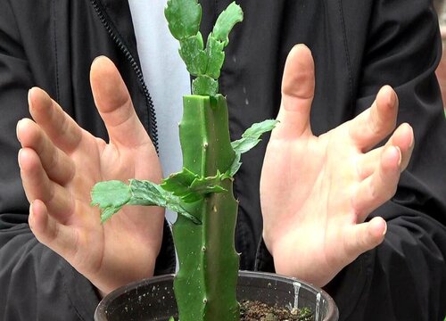 嫁接的蟹爪兰夏季如何养护