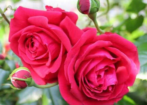 玫瑰国度天使是藤本还是灌木