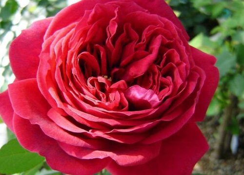 玫瑰国度天使是藤本还是灌木