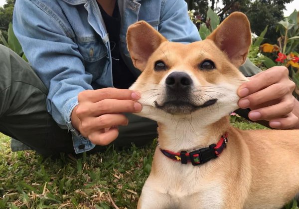 一个人容易招狗说明什么原因