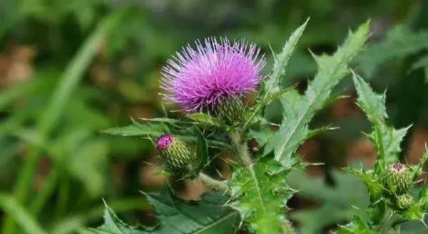 长得像蒲公英的花是什么花