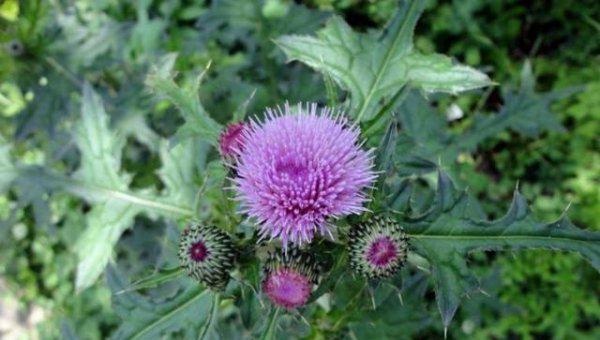 长得像蒲公英的花是什么花