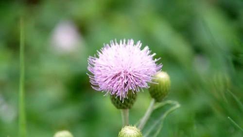 长得像蒲公英的花是什么花