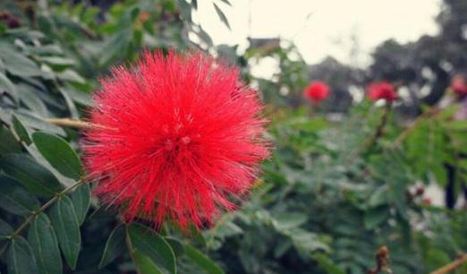 长得像蒲公英的花是什么花