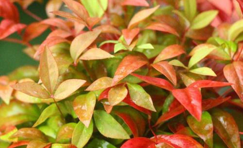 南天竹几年开花结果