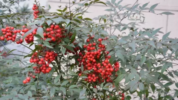 南天竹几年开花结果