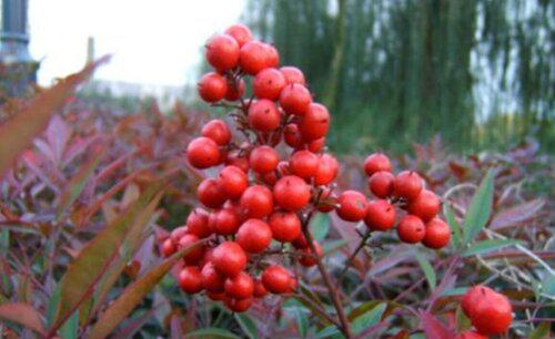 南天竹几年开花结果