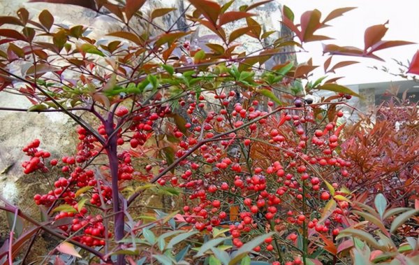 南天竹几年开花结果