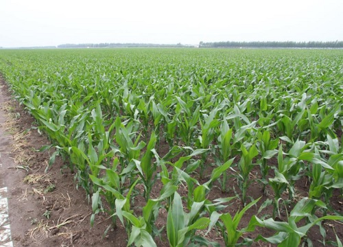 东单7512玉米种子简介